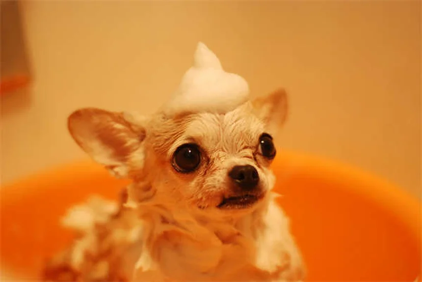 お声がけで無駄吠えを解決！犬が覚える静かなトレーニング法