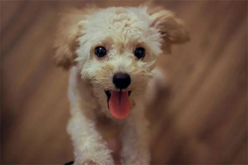 お声がけで無駄吠えを解決！犬が覚える静かなトレーニング法