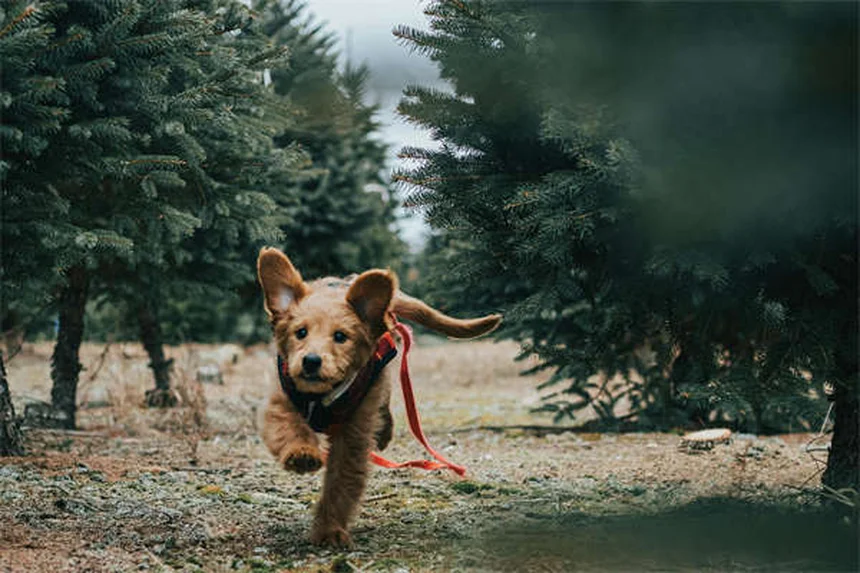 お声がけで無駄吠えを解決！犬が覚える静かなトレーニング法