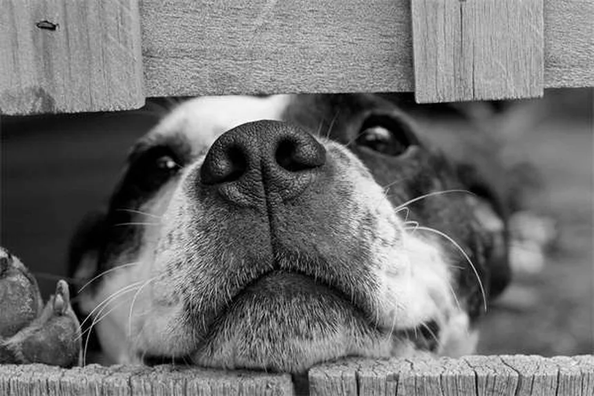 アパートで犬を飼いたい人必見！最適な犬種20選