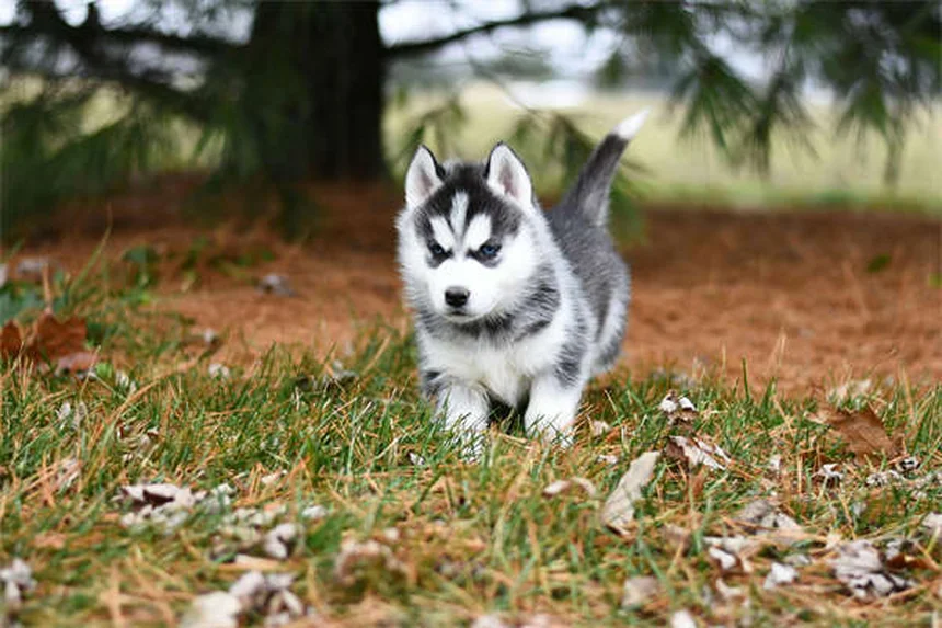 アパートで犬を飼いたい人必見！最適な犬種20選