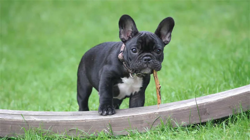 犬のうんちの危険性と正しい掃除方法 ～知っておくべき3つのポイント～