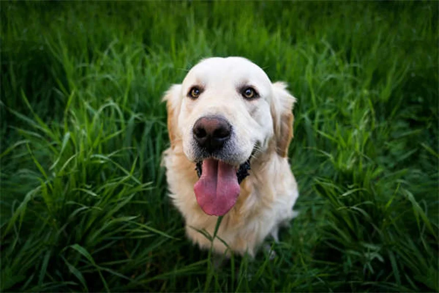 犬のうんちの危険性と正しい掃除方法 ～知っておくべき3つのポイント～
