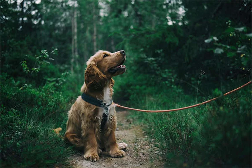 犬のうんちの危険性と正しい掃除方法 ～知っておくべき3つのポイント～