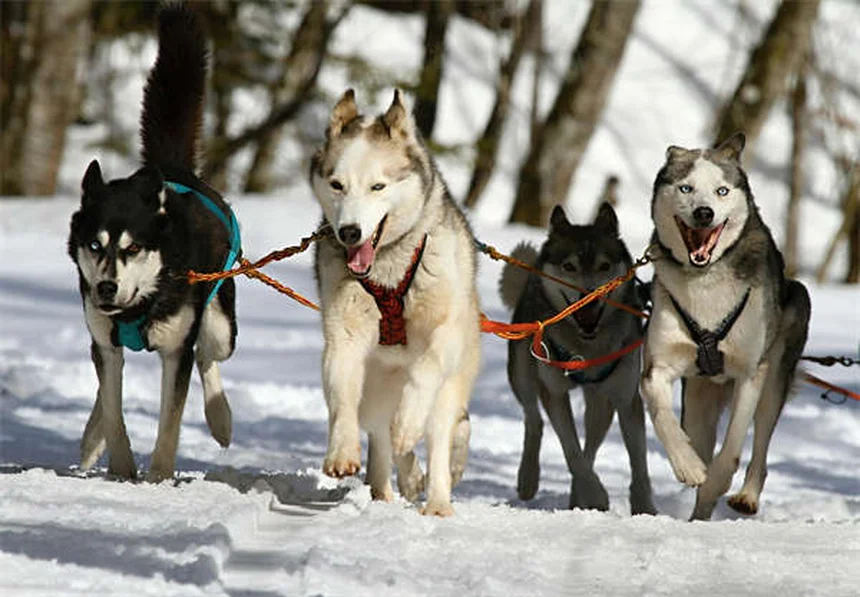 ペットのリハビリであなたの愛犬がたった1ヶ月で驚きの回復効果！最新の治療法とは？