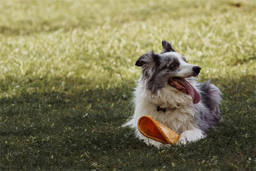 地下犬用フェンスで愛犬の脱走を防ぐ！安全性と選び方
