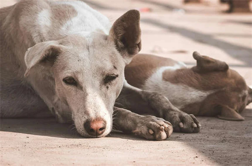 犬の医療大麻、知っておくべき現状とリスクまとめ