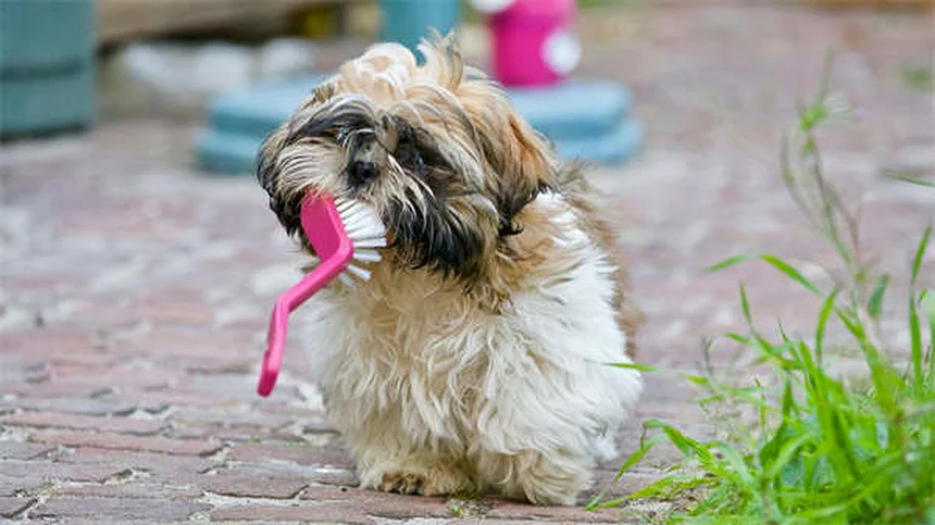犬の医療大麻、知っておくべき現状とリスクまとめ