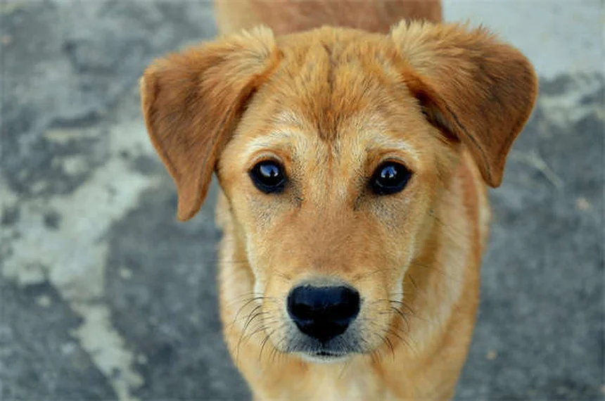 犬が頭を傾ける理由：可愛いだけじゃない？注意すべき危険なサイン