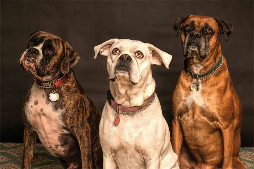 犬の強迫行動、治療はすぐに始めよう