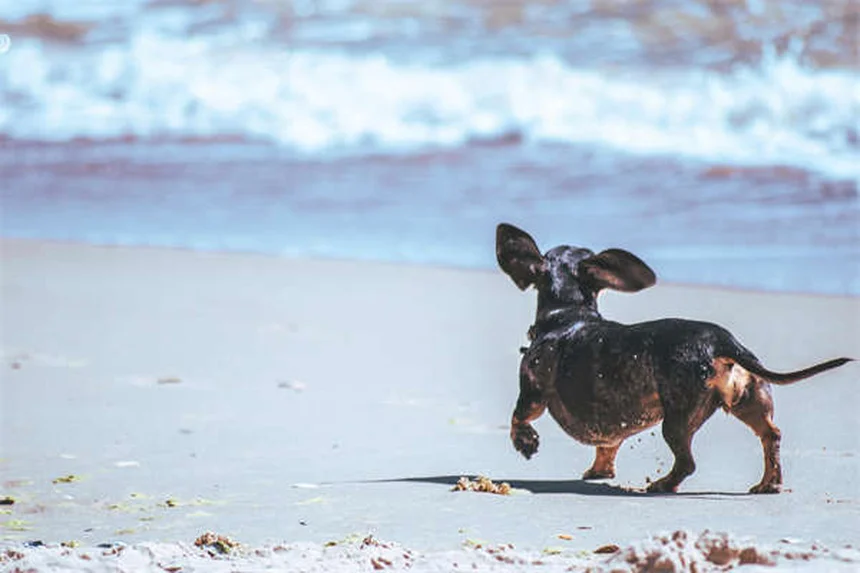 世界でも珍しい犬種20選！その魅力と飼い方のポイント
