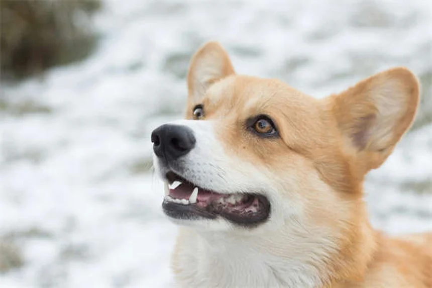 スルファサラジンとは？犬と猫の下痢治療に使う注意点と副作用