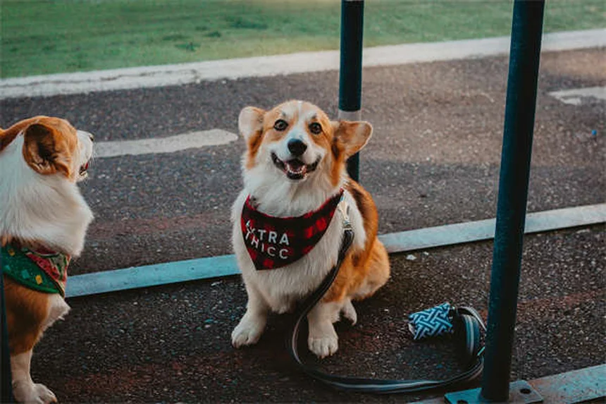 犬のCPRやり方5ステップ！命を救う方法を獣医が解説