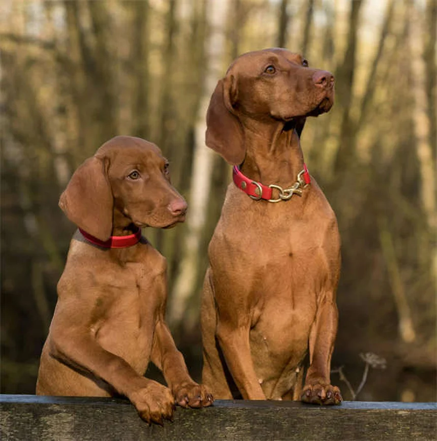 犬のバルトネラ感染症の症状とは？早期発見が鍵！獣医師が教える治療法