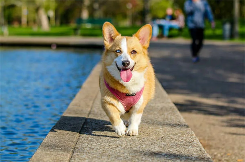 犬猫の尿道けいれんにタムスロシンが効く理由とは？副作用と安全な使い方