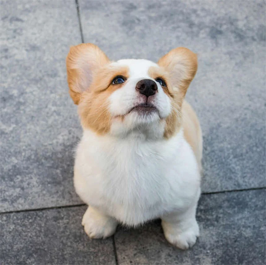 【獣医師監修】猫と犬で違う理由は？プレドニゾンとプレドニゾロンの副作用