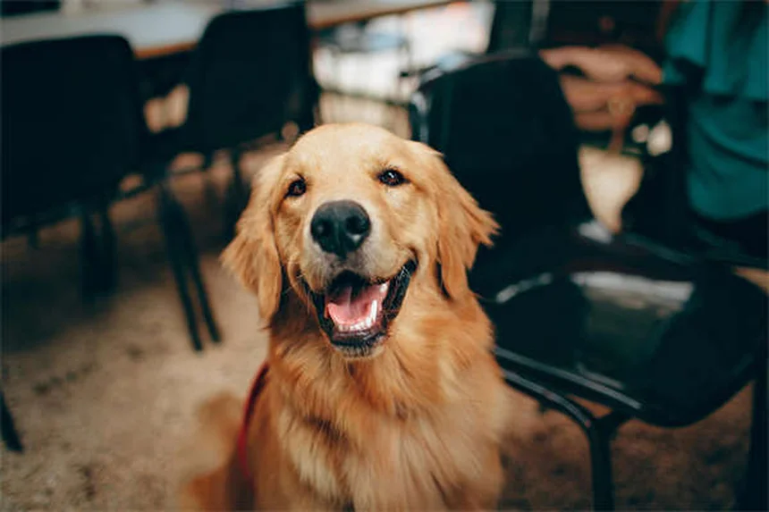 静かな犬種14選！本当に落ち着いた犬の特徴と飼い方の秘訣