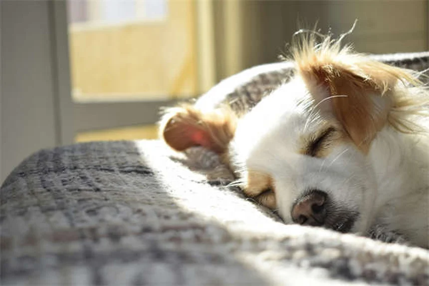 犬の嫉妬のサインと対処法｜知っておくべき5つのポイント