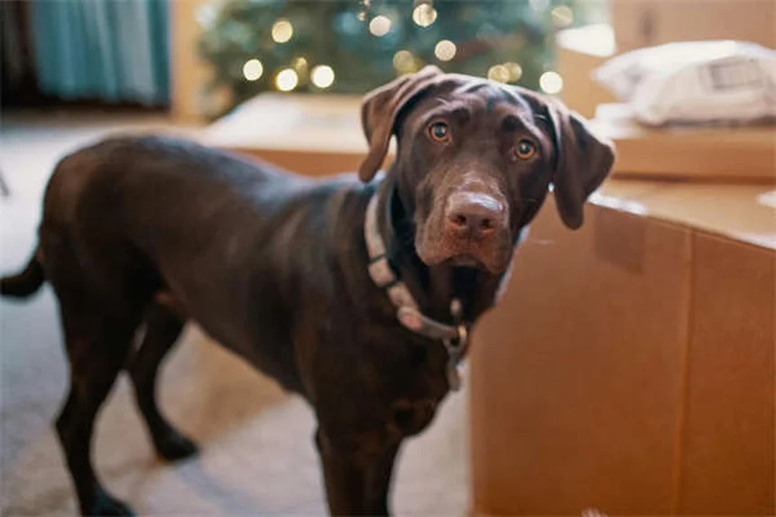 犬の狼爪（ろうそう）って本当に必要なの？獣医が教える正しいケアと切除の判断基準