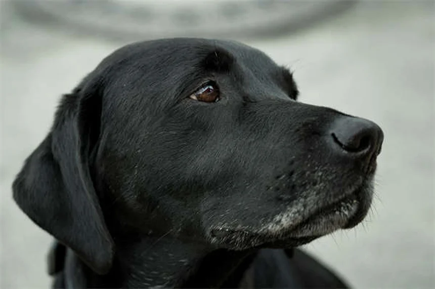 犬の散歩の健康効果10選：実は見落としがちなメリットを愛犬と一緒に