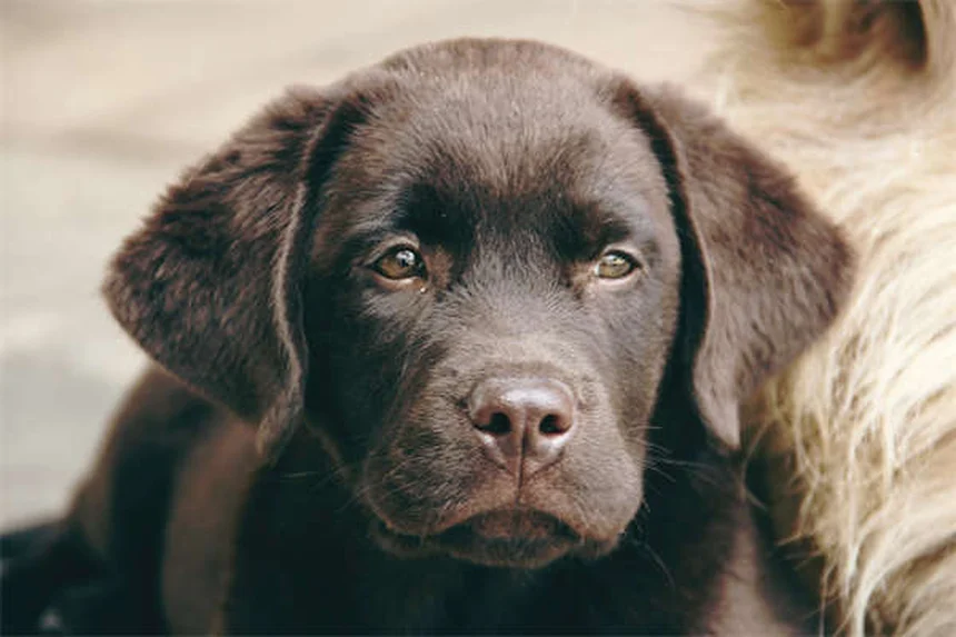 犬の散歩をもっと楽しくする知っておきたい8つの方法
