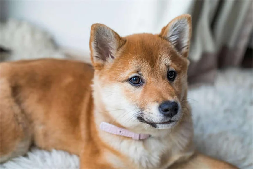 犬の散歩をもっと楽しくする知っておきたい8つの方法