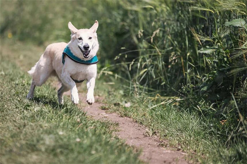 Konikの性格は？温和で初心者向けな魅力と飼い方のコツ