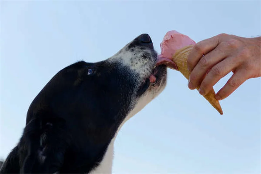 愛犬の破壊行動を防ぐ、7つの具体的な解決策