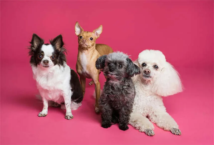 メキシカンブラインドケーブフィッシュの飼育のコツ