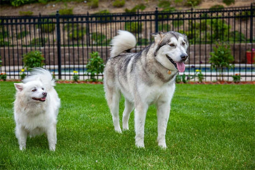 犬が吠える5つの理由とすぐ試せる対処法