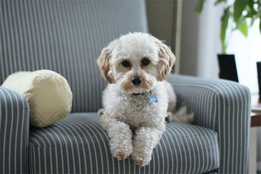 子犬を迎える準備からしつけまで｜初めての飼い主さん必見の完全ガイド