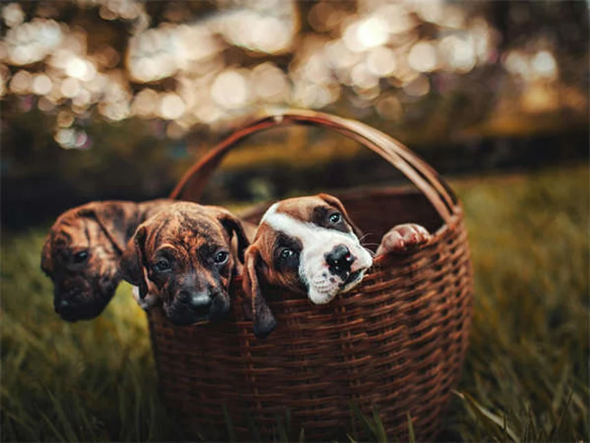 子犬を迎える準備からしつけまで｜初めての飼い主さん必見の完全ガイド