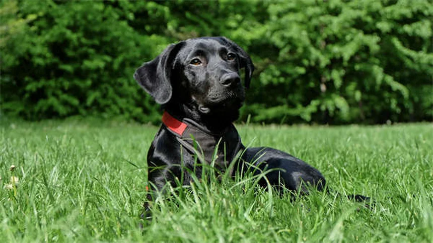 犬の捕食本能を安全に管理する方法：私の経験から学ぶ5つのポイント