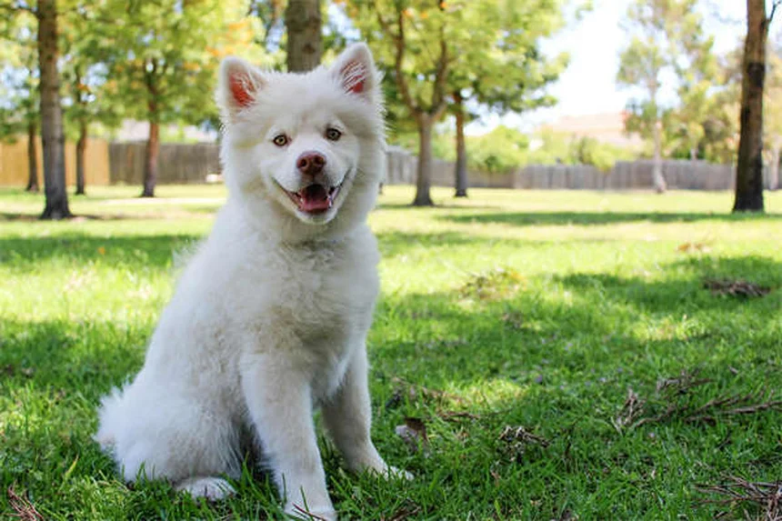 犬のバベシア症、症状とダニ予防の意外な盲点 それでも油断できない理由