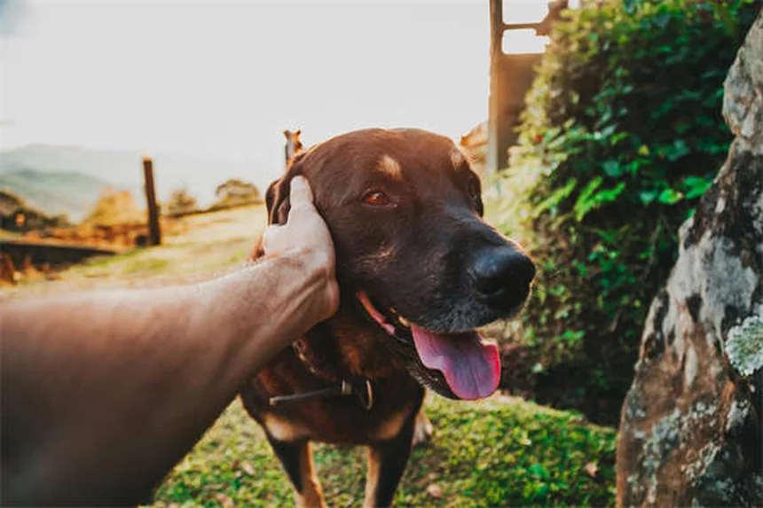 犬のバベシア症、症状とダニ予防の意外な盲点 それでも油断できない理由