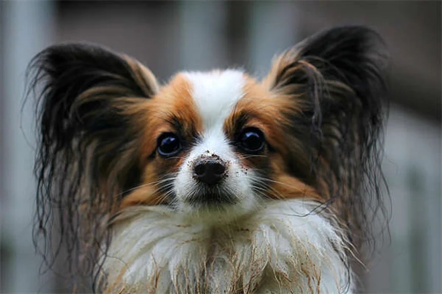 犬の背中のトラブル5選！症状と治療法を解説