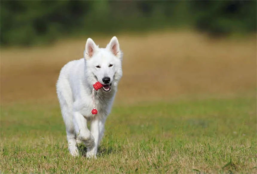犬の背中のトラブル5選！症状と治療法を解説