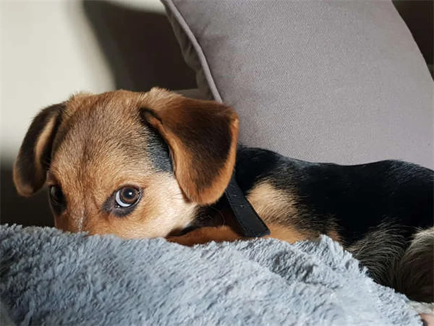 犬の「子犬の目」はどう進化した？表情筋の秘密を専門家が解説
