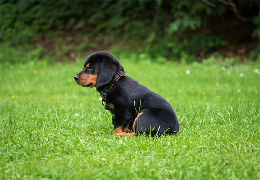 犬の味覚の秘密：人間とどう違う？知っておきたい5つのポイント