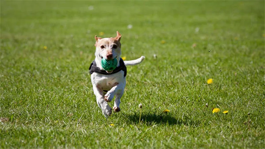 犬の糞、庭に放置するとどうなる？リスクと正しい処分方法