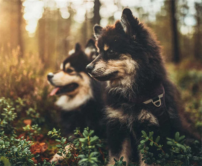 犬の糞、庭に放置するとどうなる？リスクと正しい処分方法