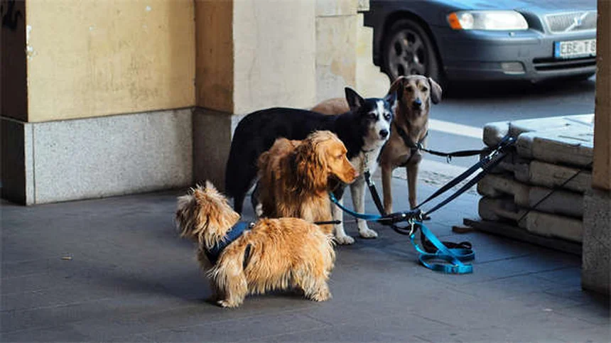 犬の分離不安を助ける4つの具体的な方法と時間がかかる理由