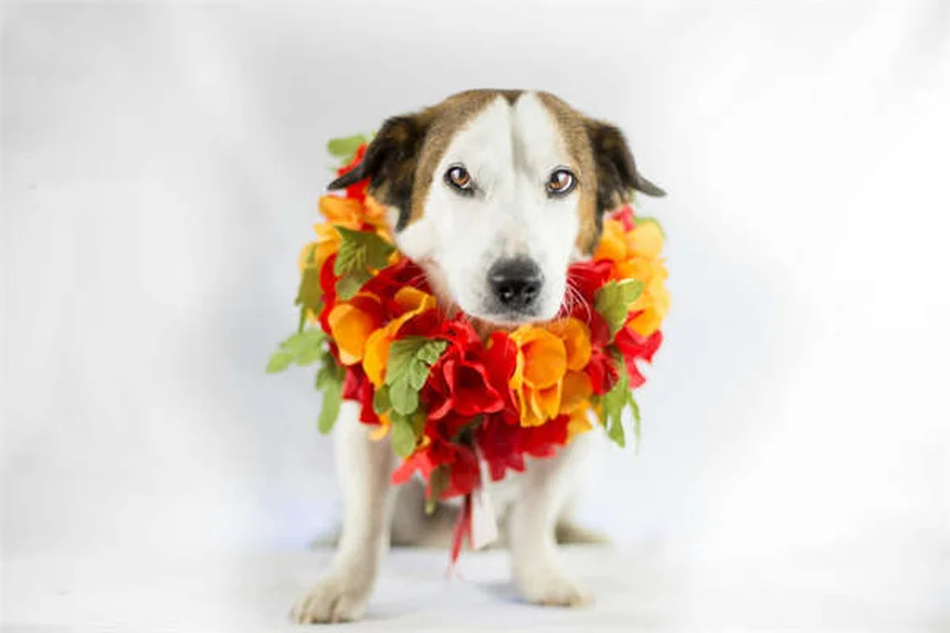 犬の分離不安を助ける4つの具体的な方法と時間がかかる理由