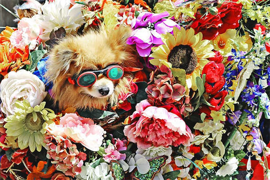 【獣医師監修】犬の家庭療法8選と絶対NGな13症状｜知識で守る愛犬の健康
