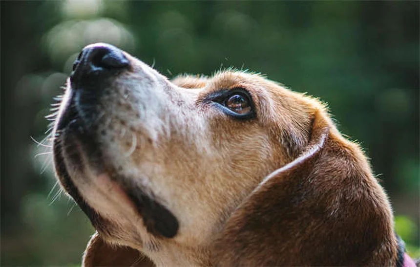 【獣医師監修】犬の家庭療法8選と絶対NGな13症状｜知識で守る愛犬の健康