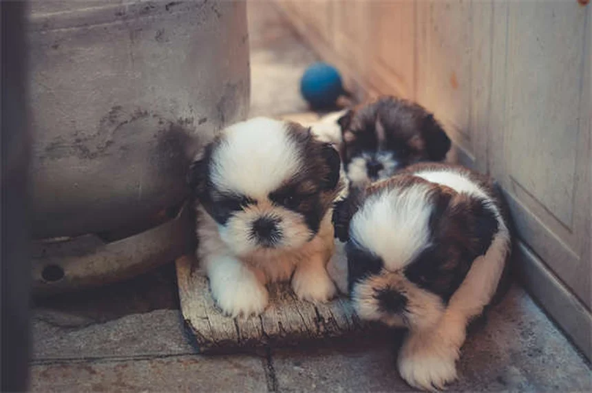 犬が子どもを嫌う理由と今すぐできるトレーニング方法