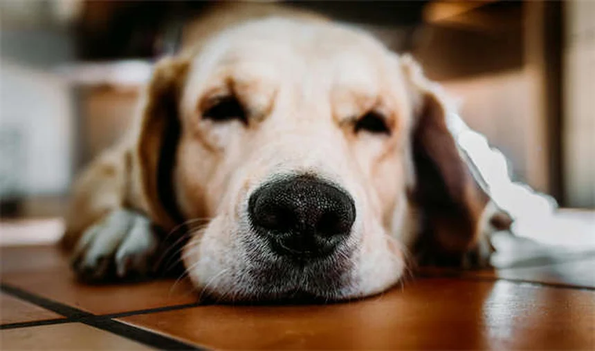 犬が子どもを嫌う理由と今すぐできるトレーニング方法
