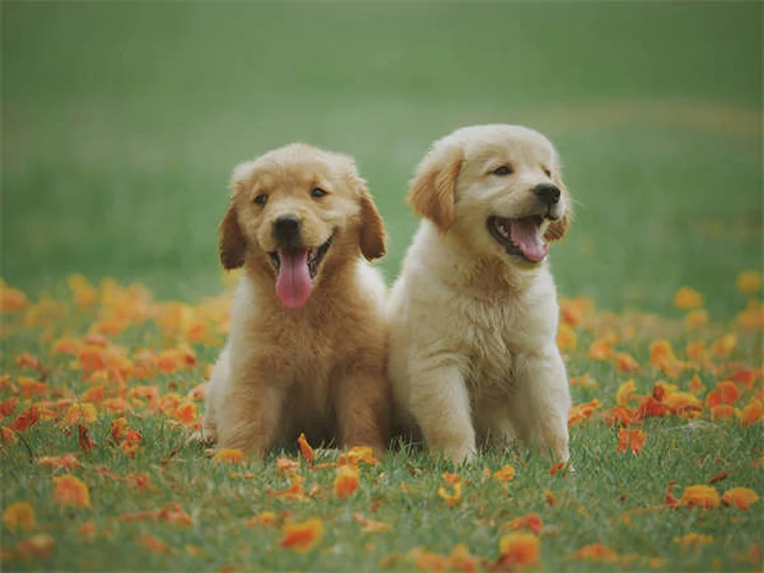 今すぐ始められる！犬のトレーナーになる10のコツ